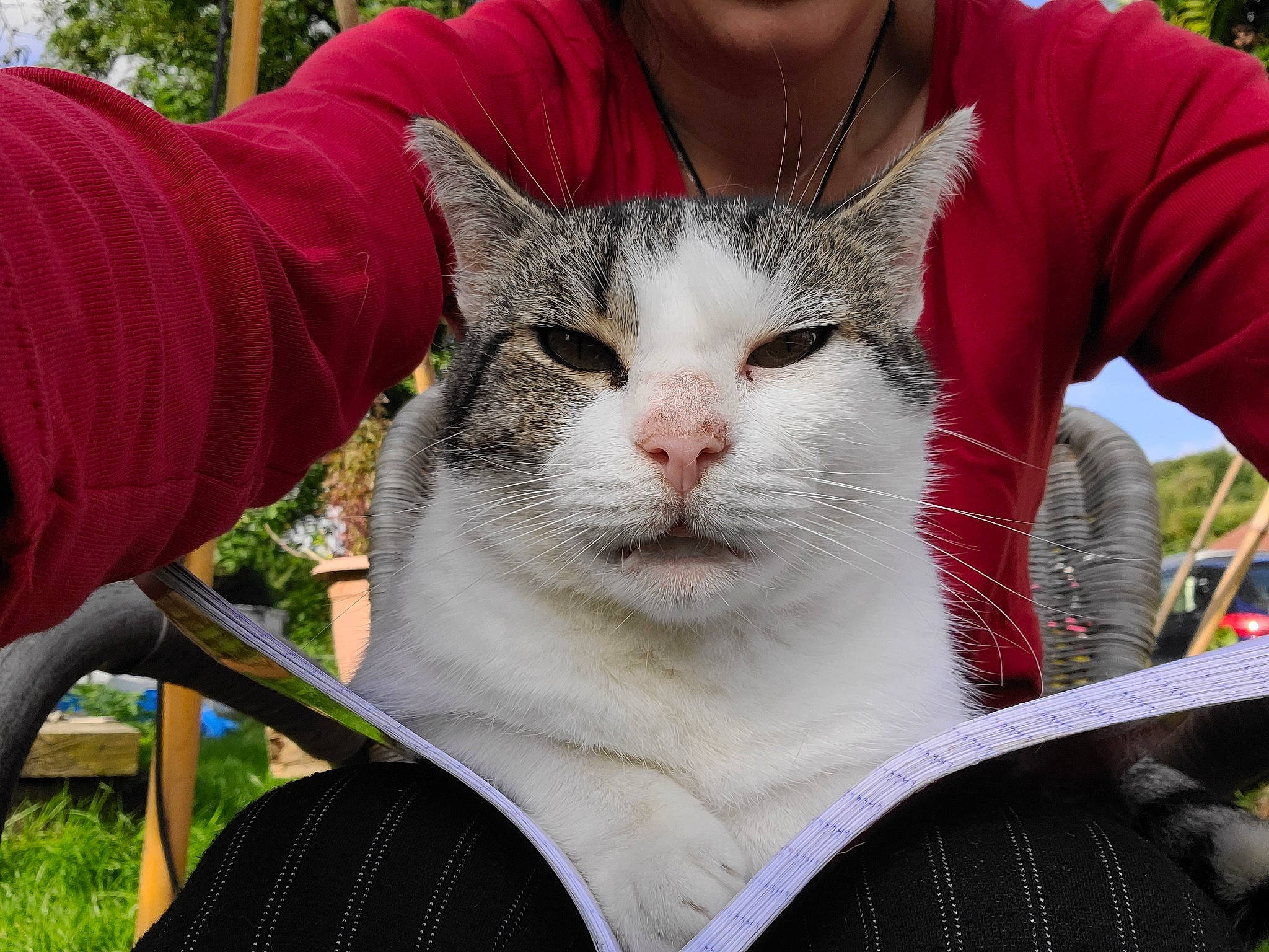 Pompon participe au concours pour gagner de l'argent avec cette photo : carnivore, cat, chair, collar, domestic_short_haired_cat, ear, fawn, felidae, fur, grass, plant, small_to_medium_sized_cats, t_shirt, tail, tree, whiskers