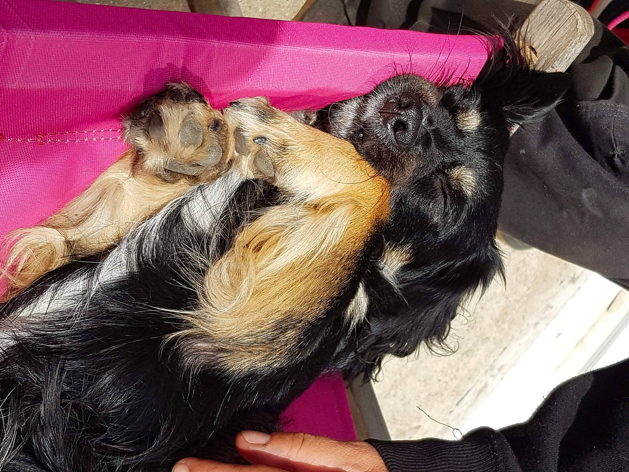 Rex a rejoint le concours — aidez-le/la à gagner de superbes lots ! canidae, carnivore, claw, comfort, companion_dog, dog, dog_breed, ear, fawn, foot, fur, liver, nap, paw, snout, sporting_group, tail, terrestrial_animal, toy_dog, whiskers