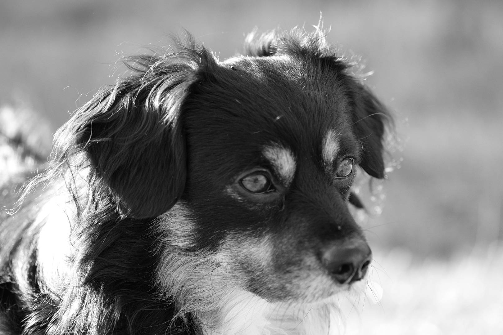 Rex participe au concours pour gagner de l'argent avec cette photo : border_collie, canidae, carnivore, companion_dog, dog, dog_breed, eye, fur, hair, iris, monochrome, monochrome_photography, snout, sporting_group, terrestrial_animal, whiskers, working_dog