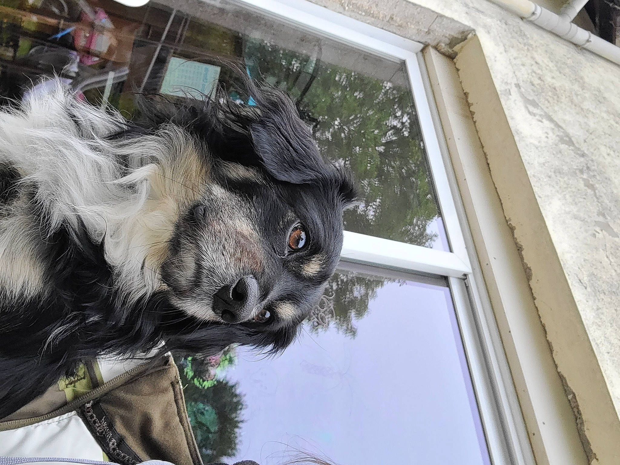 Rex participe au concours pour gagner de l'argent avec cette photo : art, building, canidae, dog_breed, fawn, fur, house, plant, sash_window, snout, sporting_group, terrestrial_animal, tree, twig, whiskers, wildlife, window, wing, wood, working_animal