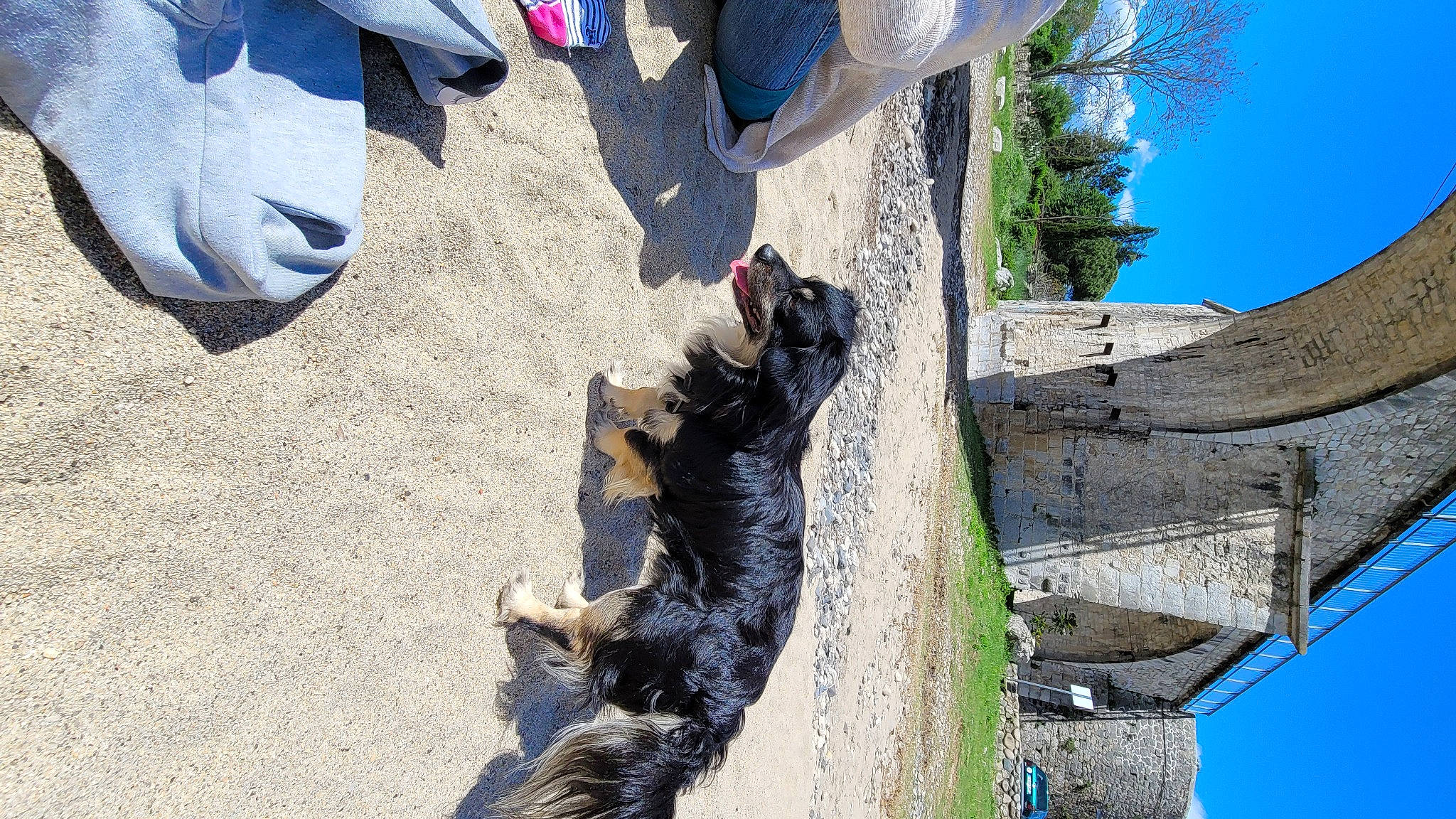 Rex a rejoint le concours — aidez-le/la à gagner de superbes lots ! asphalt, blue, boot, carnivore, dog_breed, felidae, foot, human_leg, plant, road_surface, shadow, sky, small_to_medium_sized_cats, soil, sporting_group, tail, tree, trunk, wood, woody_plant