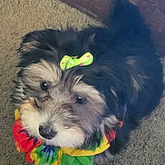Darling Daisy May is registered to the contest to win money with this photo: dog, puppy, bow, colorful, tie_dye, accessory, carpet, pet, fluffy, cute, animal, indoor, small_dog, fur, black_fur, brown_fur, white_fur, looking_up, adorable, companion
