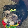 dog, puppy, bow, colorful, tie_dye, accessory, carpet, pet, fluffy, cute, animal, indoor, small_dog, fur, black_fur, brown_fur, white_fur, looking_up, adorable, companion