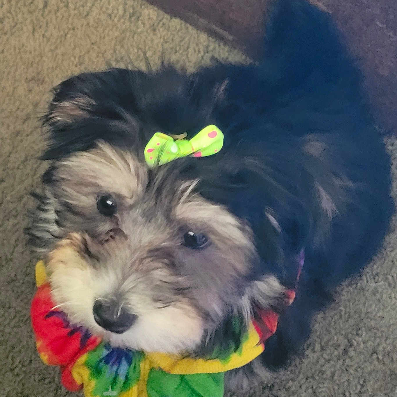 Darling Daisy May is registered to the contest to win money with this photo: dog, puppy, bow, colorful, tie_dye, accessory, carpet, pet, fluffy, cute, animal, indoor, small_dog, fur, black_fur, brown_fur, white_fur, looking_up, adorable, companion
