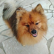 Snooky participe au concours pour gagner de l'argent avec cette photo : animal, brown, canine, closeup, cute, dog, ears, face, fluffy, friendly, fur, golden, happy, looking_up, outdoor, pavement, pet, smiling, tail, tongue
