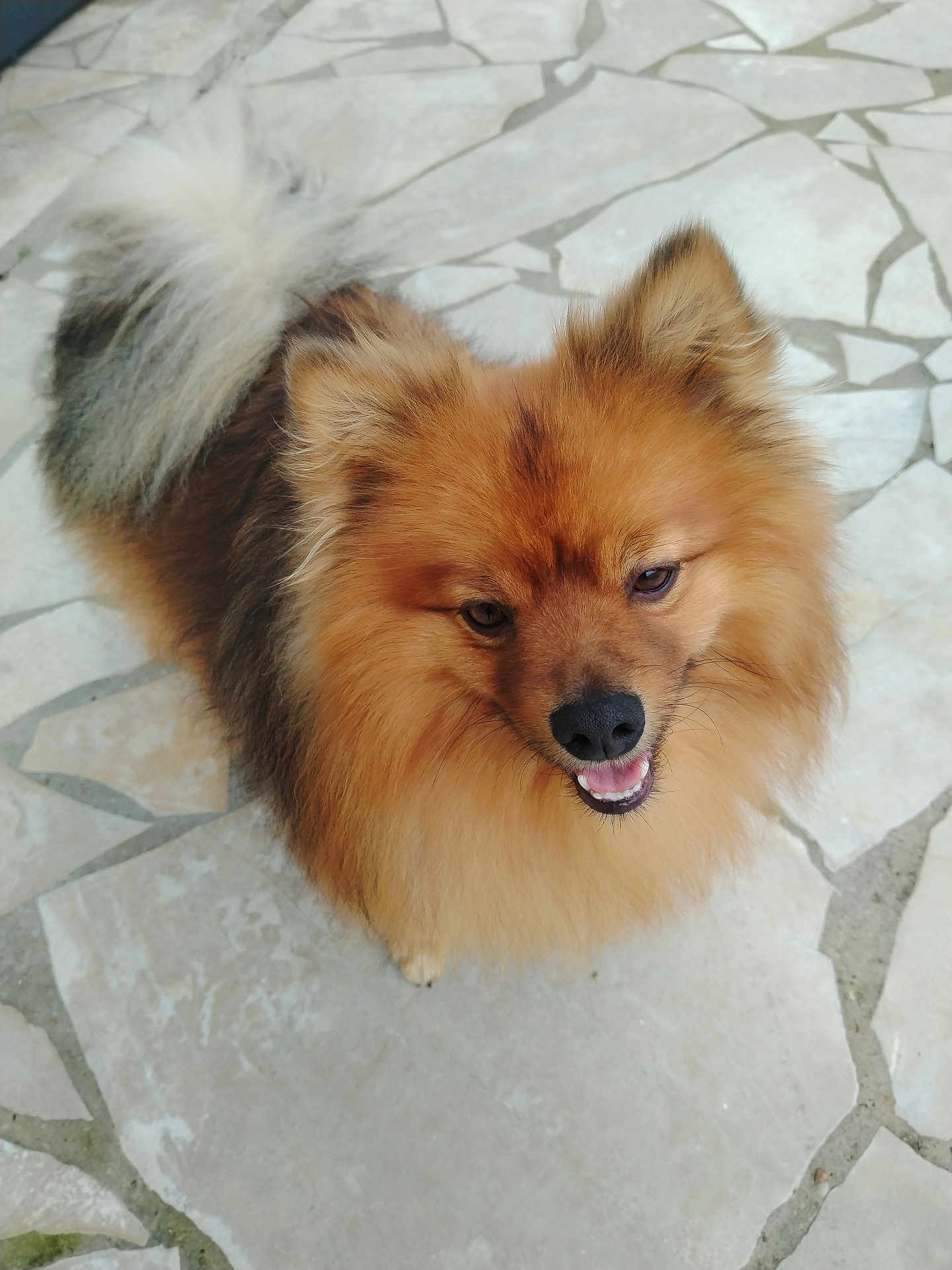 Snooky