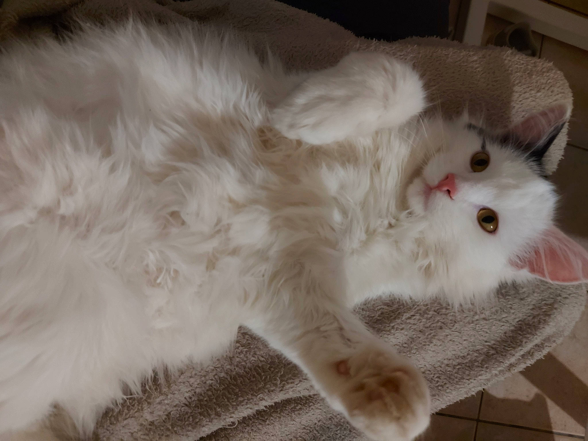 Thor a rejoint le concours — aidez-le/la à gagner de superbes lots ! carnivore, cat, claw, comfort, domestic_short_haired_cat, fawn, felidae, fur, paw, small_to_medium_sized_cats, snout, tail, whiskers