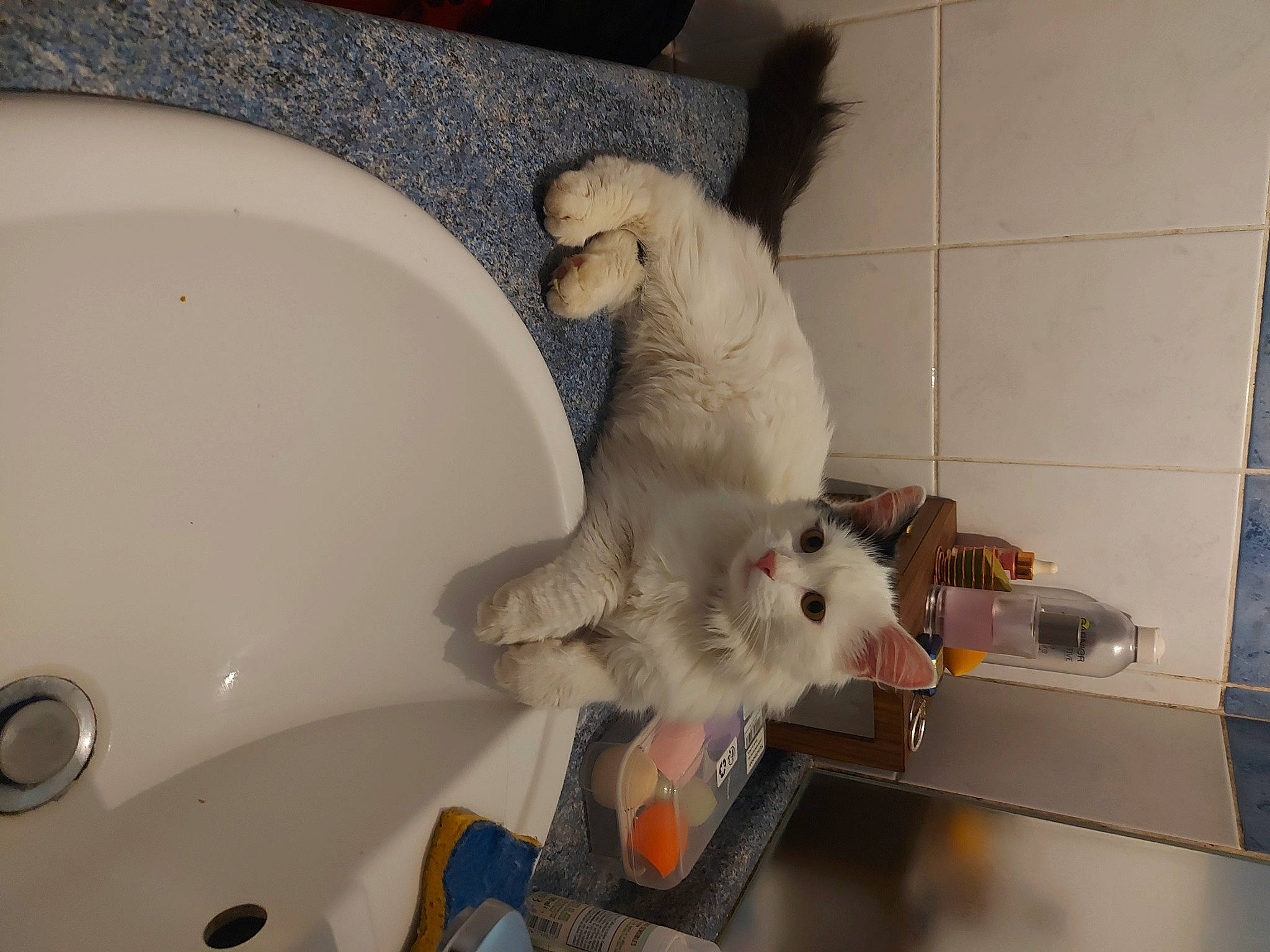 Thor participe au concours pour gagner de l'argent avec cette photo : bathroom, bathtub, carnivore, cockatiel, cockatoo, companion_dog, fawn, felidae, parakeet, parrot, plumbing, plumbing_fixture, room, small_to_medium_sized_cats, sporting_group, stuffed_toy, tail, teddy_bear, toy, whiskers