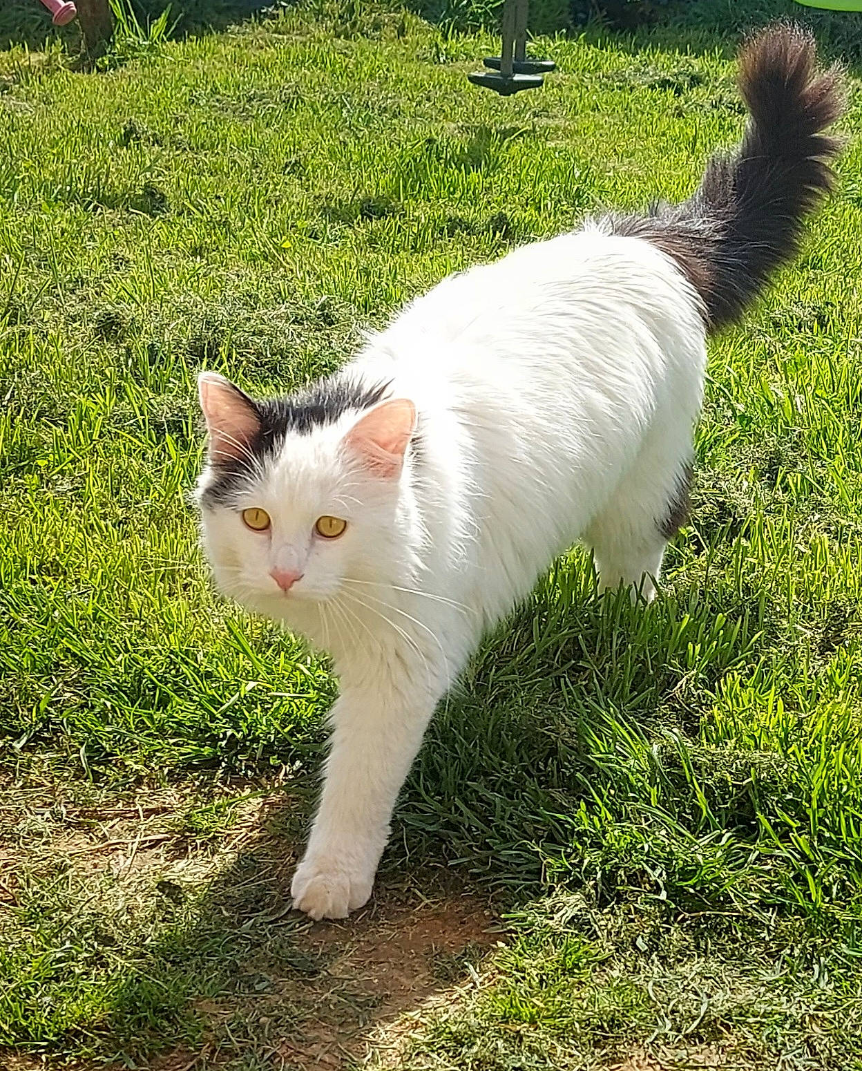 Thor participe au concours pour gagner de l'argent avec cette photo : art, carnivore, cat, domestic_short_haired_cat, fawn, felidae, fur, grass, grass_family, groundcover, lawn, paw, plant, shrub, small_to_medium_sized_cats, snout, tail, terrestrial_animal, tree, whiskers