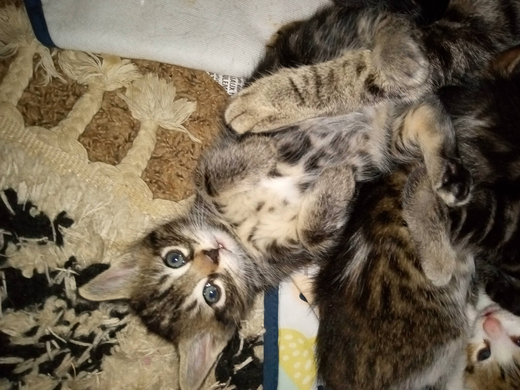 Fluffy joined the competition — help win amazing prizes! carnivore, cat, claw, comfort, dog_breed, domestic_short_haired_cat, fawn, felidae, fur, paw, small_to_medium_sized_cats, snout, tail, terrestrial_animal, vertebrate, whiskers, wildlife