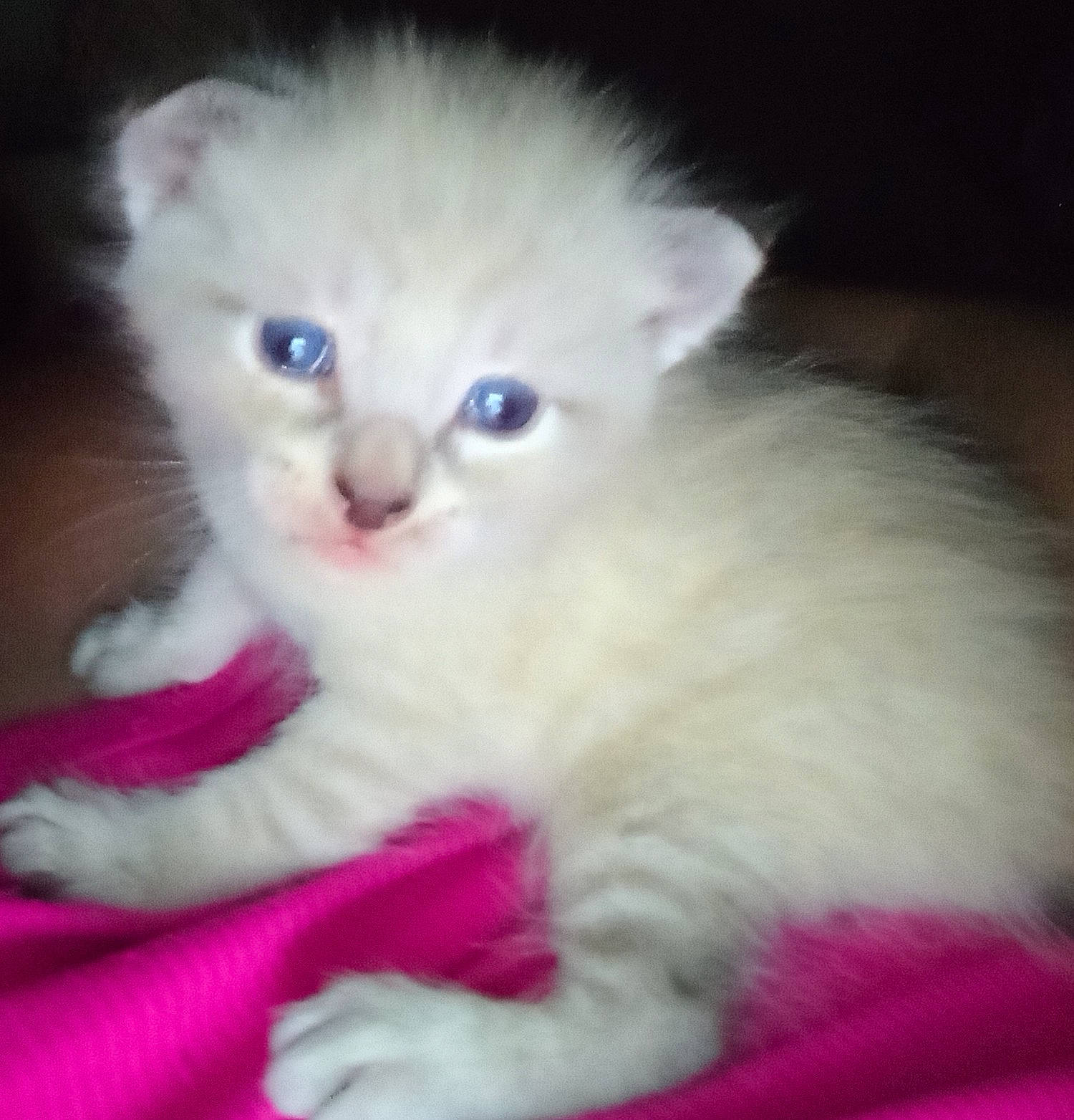 Mittens joined the competition — help win amazing prizes! carnivore, cat, cat_supply, claw, comfort, domestic_short_haired_cat, eye, fawn, felidae, fur, magenta, paw, small_to_medium_sized_cats, snout, tail, whiskers