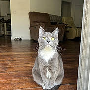 Shade joined the competition — help win amazing prizes! cat, gray_cat, white_chest, yellow_eyes, sitting, wooden_floor, doorway, indoor, recliner, furniture, living_room, pet, animal, domestic_cat, whiskers, tail, ears, alert, cute, house