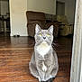 cat, gray_cat, white_chest, yellow_eyes, sitting, wooden_floor, doorway, indoor, recliner, furniture, living_room, pet, animal, domestic_cat, whiskers, tail, ears, alert, cute, house