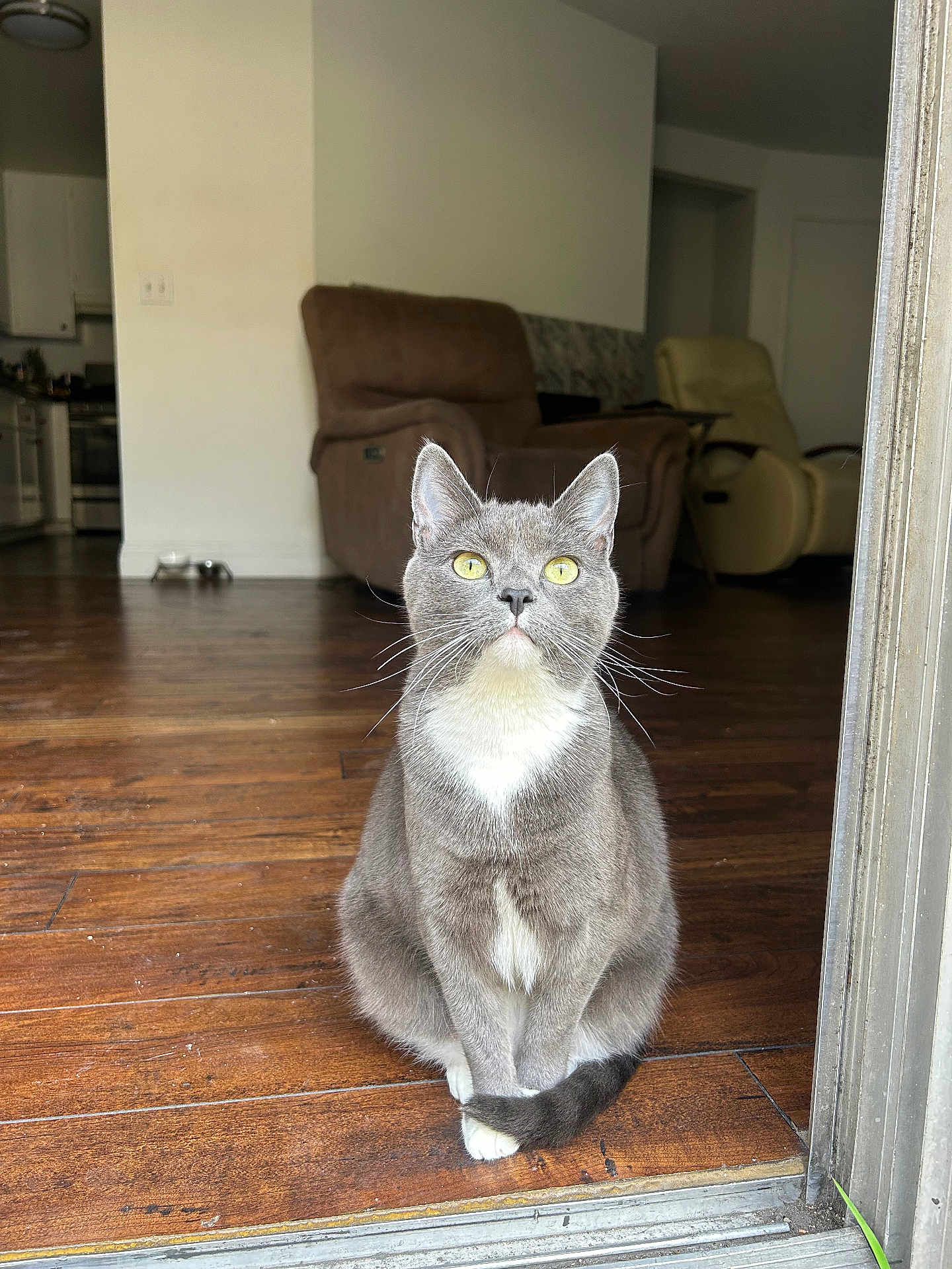 Shade joined the competition — help win amazing prizes! cat, gray_cat, white_chest, yellow_eyes, sitting, wooden_floor, doorway, indoor, recliner, furniture, living_room, pet, animal, domestic_cat, whiskers, tail, ears, alert, cute, house