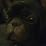 Stoney joined the competition — help win amazing prizes! animal, canine, close_up, companion, cute, dark, dog, ears, expression, face, french_bulldog, furry, indoor, looking_away, low_light, muzzle, pet, portrait, snout, wrinkles