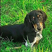 Rocky a rejoint le concours — aidez-le/la à gagner de superbes lots ! animal, black_dog, canine, companion, curious, daylight, dog, ears, field, fur, grass, greenery, lying_down, nature, outdoor, pet, resting, snout, summer, tan_markings