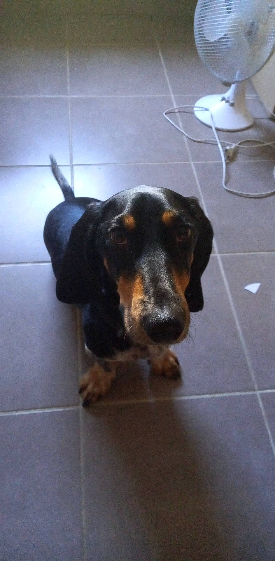 Rocky participe au concours pour gagner de l'argent avec cette photo : canidae, carnivore, companion_dog, dog, dog_breed, flooring, fur, guard_dog, hound, hunting_dog, scent_hound, terrestrial_animal, tile_flooring, whiskers, working_animal, working_dog