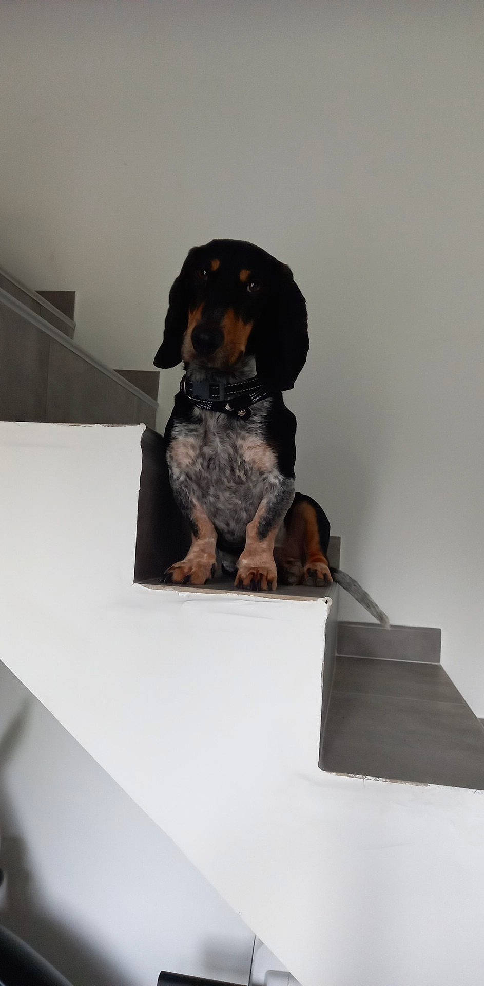 Rocky a rejoint le concours — aidez-le/la à gagner de superbes lots ! canidae, carnivore, collar, companion_dog, dog, dog_breed, fawn, fur, guard_dog, hound, hunting_dog, scent_hound, sitting, snout, sporting_group, table, working_animal, working_dog