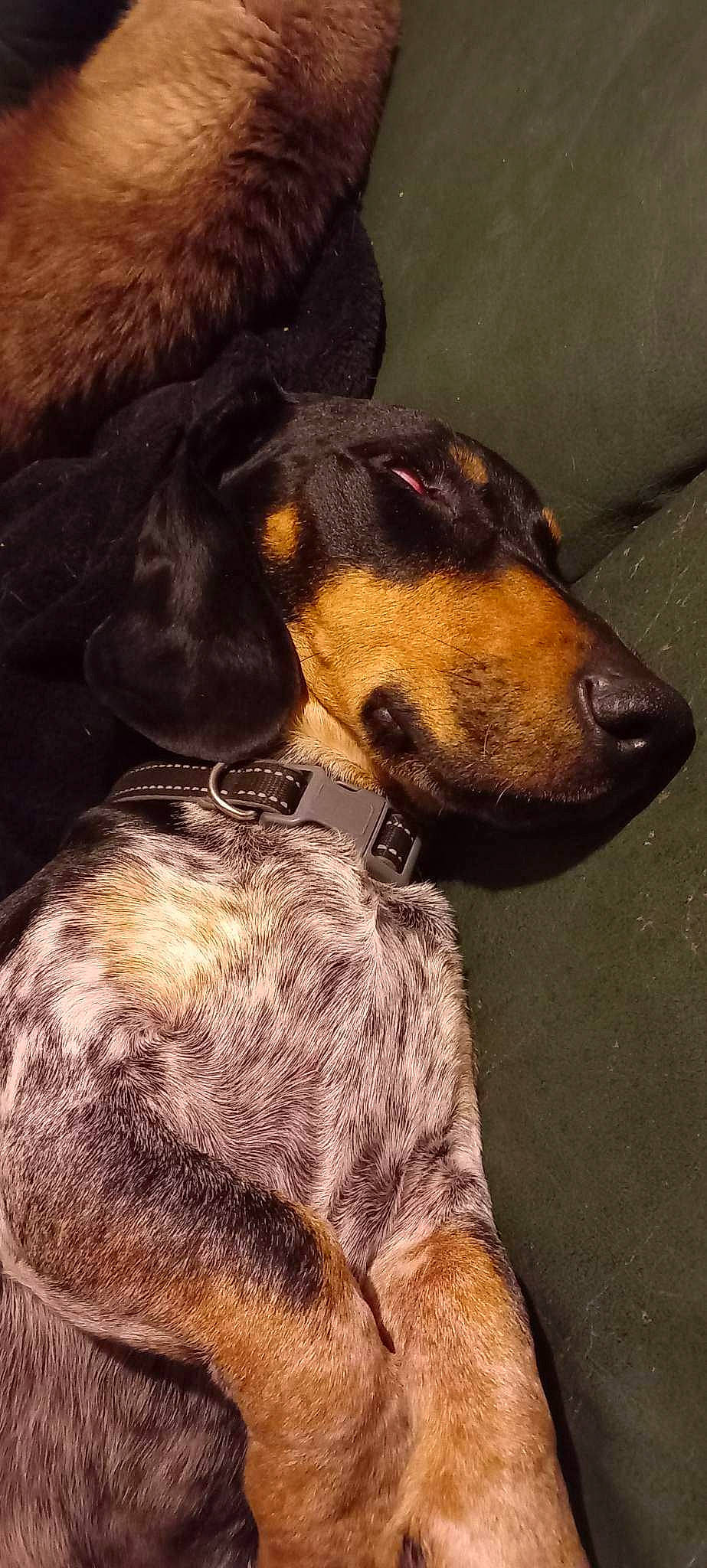 Rocky a rejoint le concours — aidez-le/la à gagner de superbes lots ! canidae, carnivore, collar, companion_dog, dog, dog_breed, dog_supply, fawn, fur, liver, natural_material, pet_supply, snout, sporting_group, terrestrial_animal, working_animal, working_dog