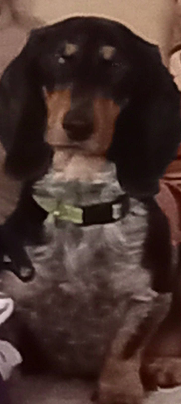 Rocky a rejoint le concours — aidez-le/la à gagner de superbes lots ! ancient_dog_breeds, canidae, carnivore, companion_dog, dog, dog_breed, font, fur, non_sporting_group, paw, snout, sporting_group, tail, whiskers, working_animal