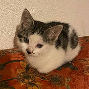 Câline a rejoint le concours — aidez-le/la à gagner de superbes lots ! kitten, cat, animal, pet, feline, cute, indoor, resting, fur, white, black, tabby, young, small, cushion, patterned, orange, texture, wall, curious