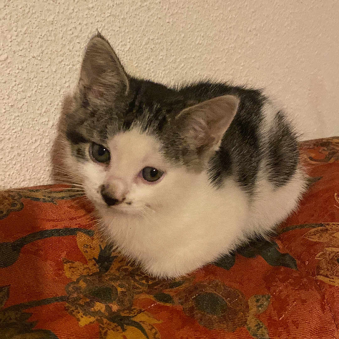 Câline a rejoint le concours — aidez-le/la à gagner de superbes lots ! animal, black, cat, curious, cushion, cute, feline, fur, indoor, kitten, orange, patterned, pet, resting, small, tabby, texture, wall, white, young