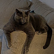 Tobi is registered to the contest to win money with this photo: animal, cat, comfortable, couch, cute, domestic_animal, feline, fur, gray_cat, home, indoor, lazy, long_legs, looking, pet, relaxed, resting, sofa, tail, whiskers