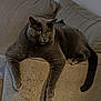 animal, cat, comfortable, couch, cute, domestic_animal, feline, fur, gray_cat, home, indoor, lazy, long_legs, looking, pet, relaxed, resting, sofa, tail, whiskers