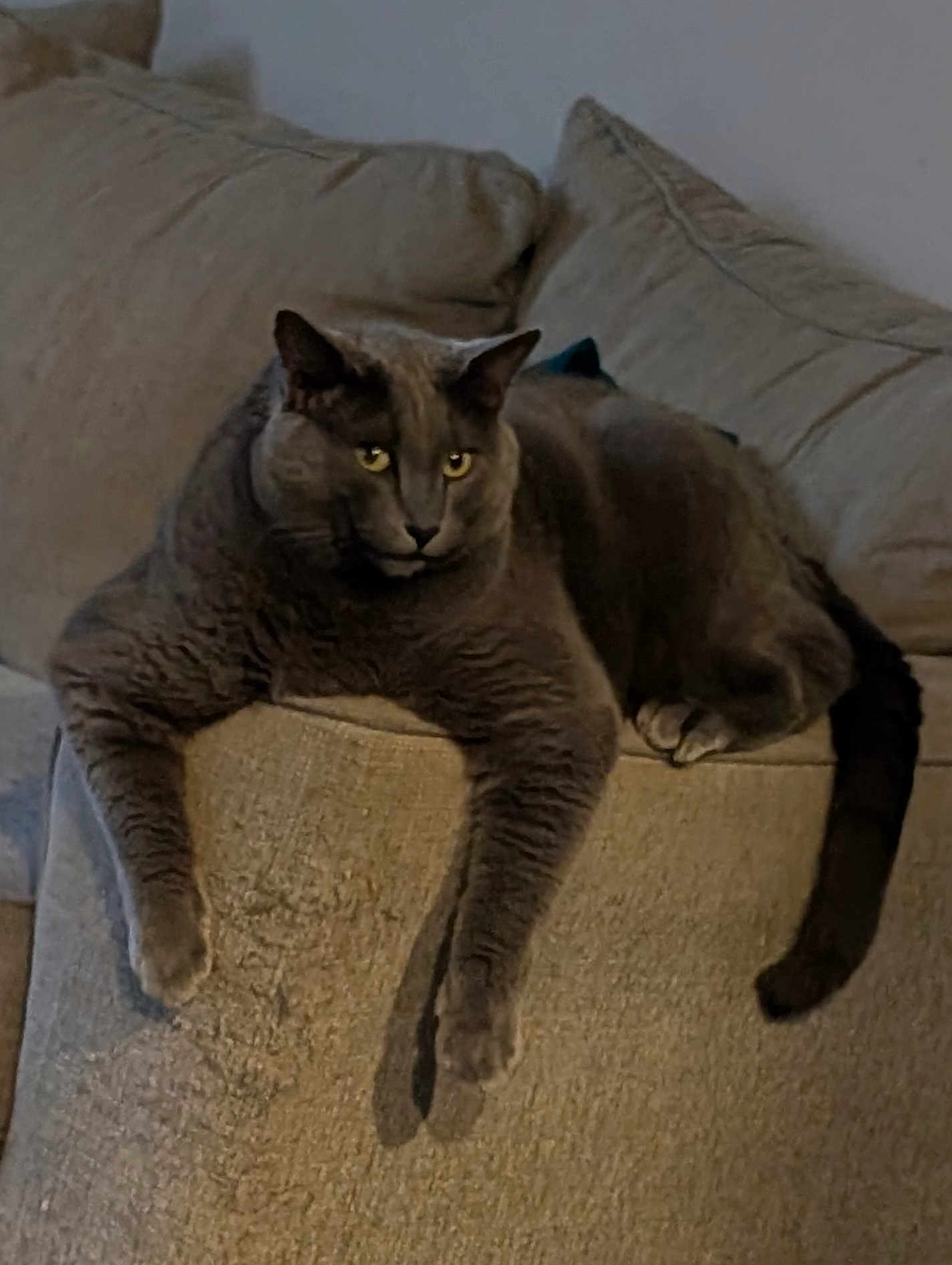 Tobi