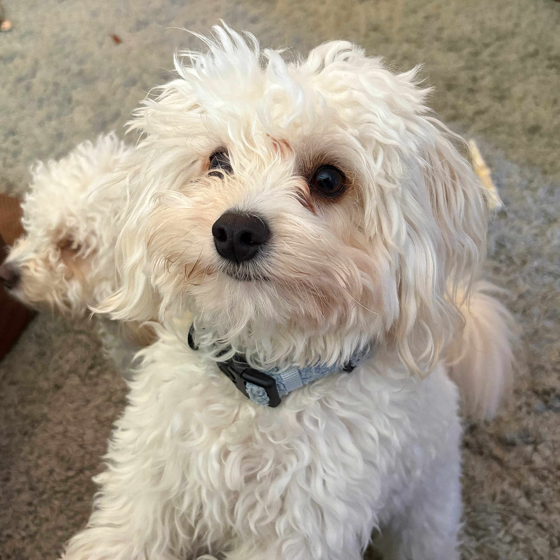 Harley is registered to the contest to win money with this photo: animal, attention, canine, close_up, collar, companion, curly_fur, curly_hair, cute, dog, domestic_animal, fluffy, furry, indoor, looking_up, pet, portrait, small_dog, two_dogs, white_dog