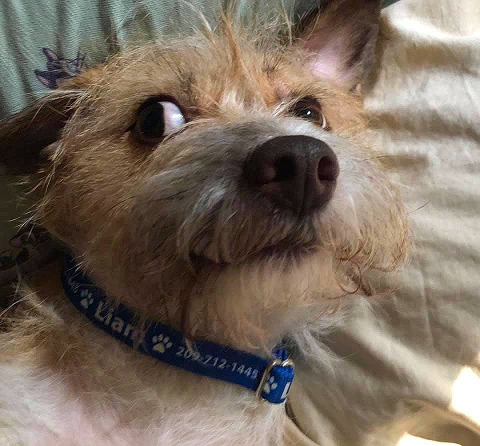 Liam is registered to the contest to win money with this photo: canidae, carnivore, collar, companion_dog, dog, dog_breed, dog_clothes, dog_collar, ear, fawn, fur, leash, puppy_love, small_terrier, snout, sporting_group, terrier, toy_dog, whiskers, working_animal