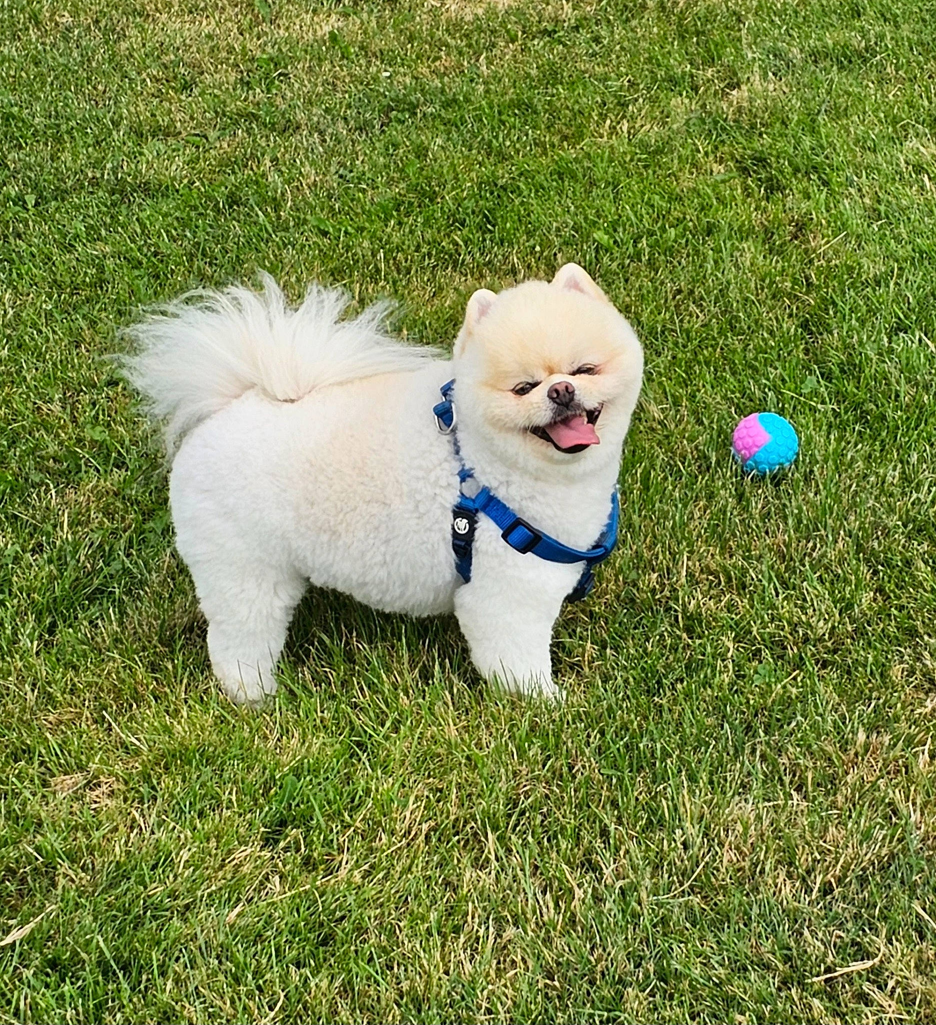 Cooky participe au concours pour gagner de l'argent avec cette photo : ancient_dog_breeds, ball, canidae, carnivore, companion_dog, dog, dog_breed, dog_collar, fashion_accessory, fawn, grass, non_sporting_group, plant, sporting_group, tail, toy, toy_dog, working_animal