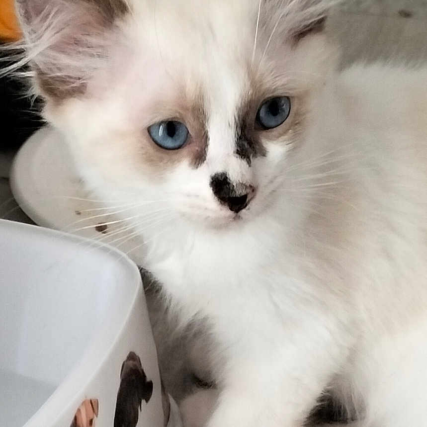 Gasper participe au concours pour gagner de l'argent avec cette photo : abyssinian, angora, animal, architecture, art, bathing, bathtub, canine, cat, dog, fountain, kitten, manx, person, pet, porcelain, pottery, siamese, sink, tub