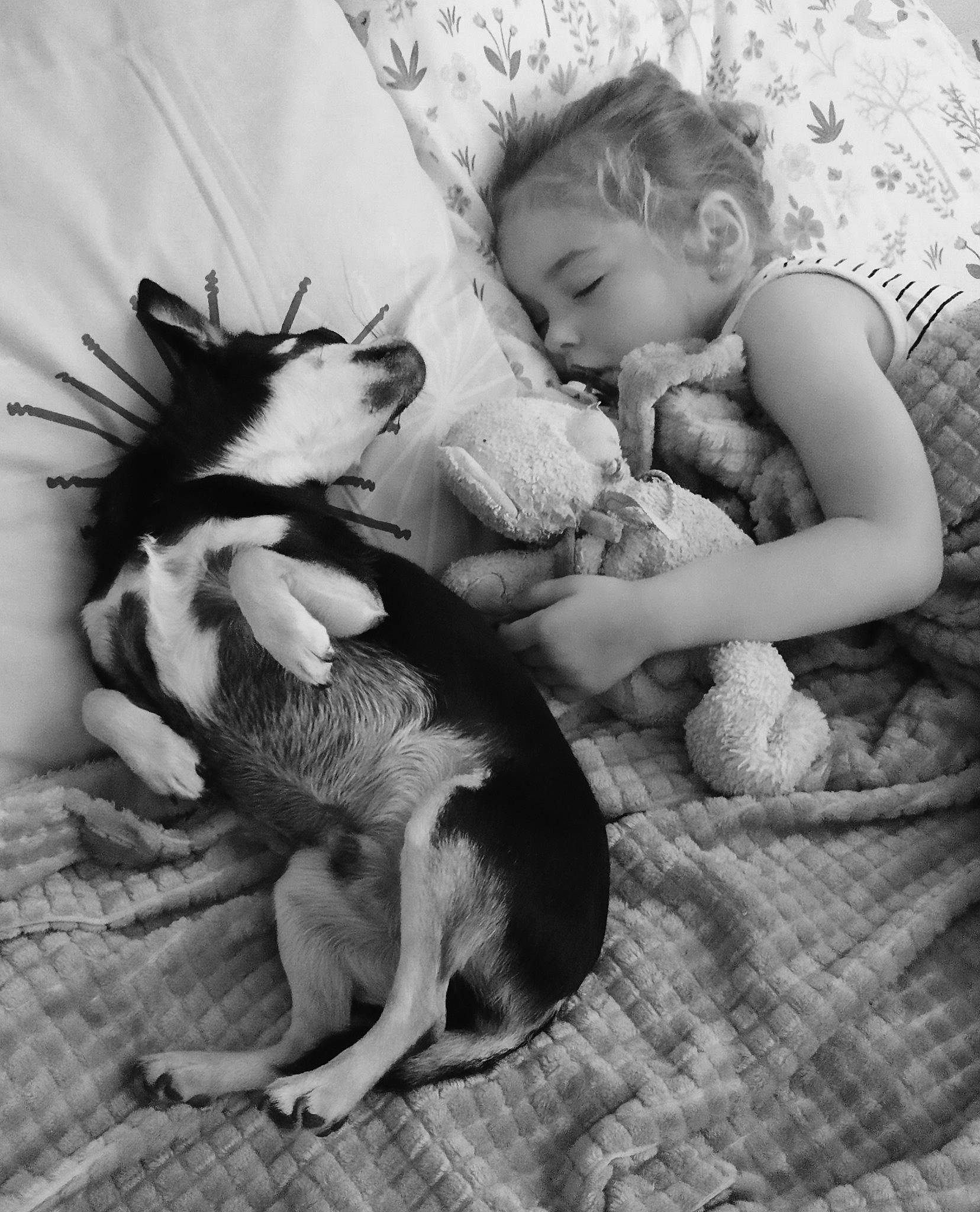 Ruby a rejoint le concours — aidez-le/la à gagner de superbes lots ! angel, baby, black_and_white, child, comfort, eye, fur, gesture, hand, happy, leg, monochrome, monochrome_photography, nap, paw, sitting, snapshot, stock_photography, style, toddler