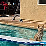 Broly Padilla is registered to the contest to win money with this photo: dog, pool, swimming_pool, surfboard, water, outdoor, sunny, table, towel, ladder, beige_wall, drink_cans, shoe, pet, animal, summer, relaxation, backyard, quiet, leisure