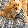 Broly Padilla is registered to the contest to win money with this photo: dog, pet, blanket, cushion, fur, indoor, cozy, light, curious, resting, comfort, animal, canine, soft, brown, white, blue, pattern, closeup, home