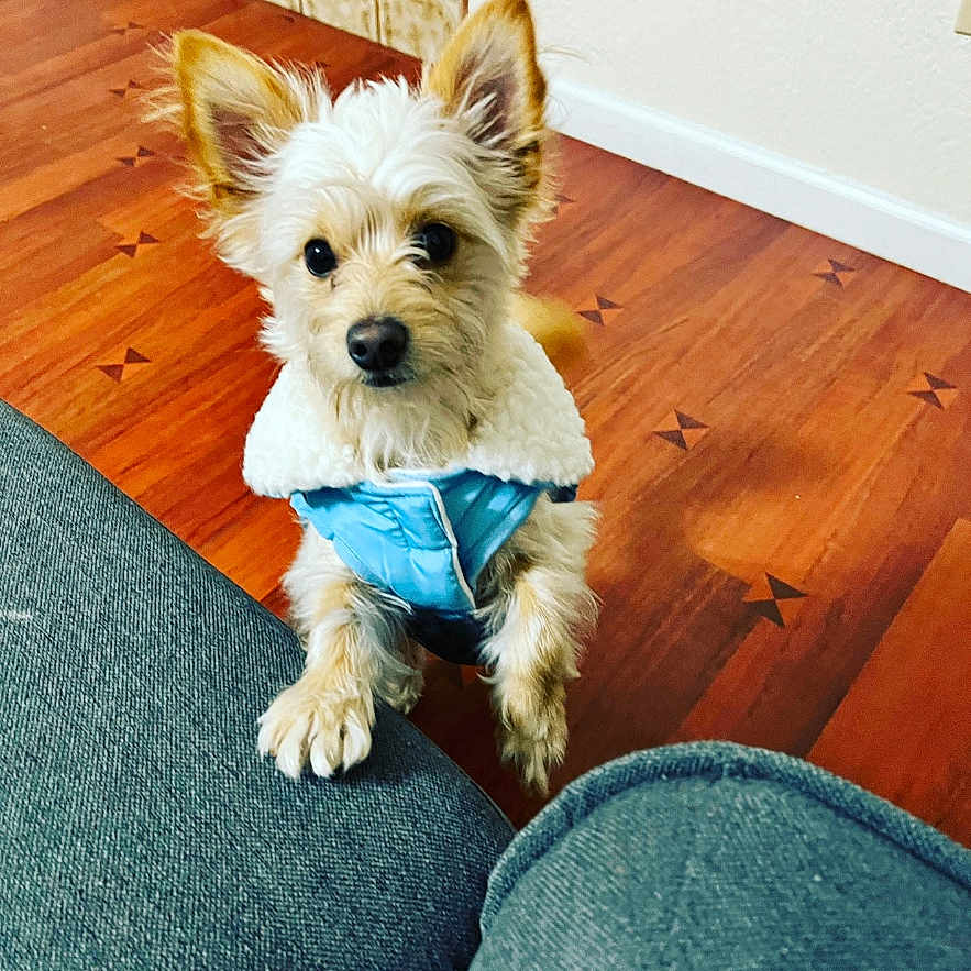 Broly Padilla joined the competition — help win amazing prizes! dog, small_dog, pet, indoor, wooden_floor, couch, blue_jacket, white_fur_collar, ears_up, looking_up, cute, fur, animal, domestic_animal, floor, wall, home, furniture, front_paws, waiting