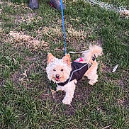 Broly Padilla joined the competition — help win amazing prizes! dog, small_dog, grass, leash, jacket, outdoor, pet, happy, animal, person_legs, footwear, field, nature, playful, canine, walking, park, cute, standing, daytime