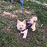 dog, small_dog, grass, leash, jacket, outdoor, pet, happy, animal, person_legs, footwear, field, nature, playful, canine, walking, park, cute, standing, daytime