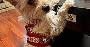 Broly Padilla is registered to the contest to win money with this photo: dog, small_dog, san_francisco_49ers, jersey, indoor, wooden_floor, table, curious, pet, fur, ears, animal, standing, looking, cozy, home, cute, brown, white, furniture