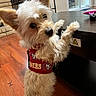 dog, small_dog, san_francisco_49ers, jersey, indoor, wooden_floor, table, curious, pet, fur, ears, animal, standing, looking, cozy, home, cute, brown, white, furniture
