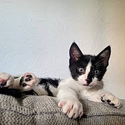 Snowie a rejoint le concours — aidez-le/la à gagner de superbes lots ! animal, black_and_white, blanket, cat, close_up, curious, cute, ears, feline, indoor, kitten, paw, pet, playful, relaxed, soft_light, stretching, texture, whiskers, young