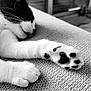 animal, black_and_white, cat, close_up, comfort, cozy, cute, domestic_animal, fur, indoor, mammal, nap, paw, pet, relaxation, resting, sleeping, soft, texture, whiskers
