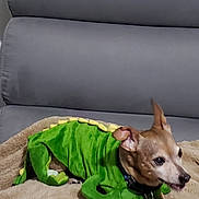 Monkeyboy is registered to the contest to win money with this photo: alert, animal_clothing, blanket, brown_dog, canine, costume, couch, cozy, cute, dinosaur, dog, furniture, green, home, indoor, mammal, pet, relaxed, resting, small_dog