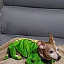 alert, animal_clothing, blanket, brown_dog, canine, costume, couch, cozy, cute, dinosaur, dog, furniture, green, home, indoor, mammal, pet, relaxed, resting, small_dog