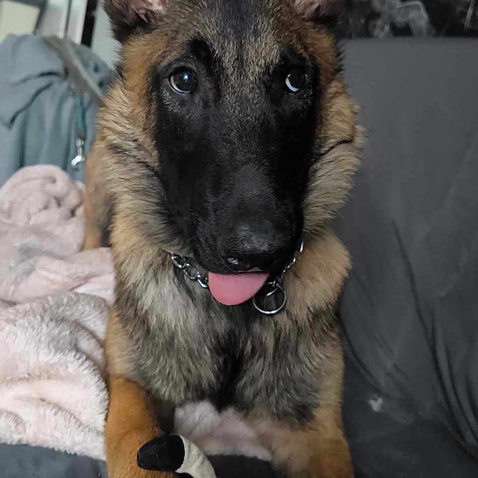 Hadès a rejoint le concours — aidez-le/la à gagner de superbes lots ! animal, canine, couch, cushion, dog, furniture, germanshepherd, homedecor, pet, photoframe, plush, policedog, puppy, snout, toy