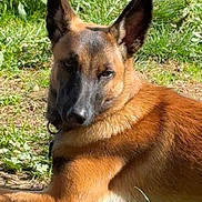 Alpha a rejoint le concours — aidez-le/la à gagner de superbes lots ! dog, belgian_malinois, animal, pet, outdoor, grass, greenery, sunlight, canine, fur, lying_down, nature, ears, collar, muzzle, alert, watchful, ground, daylight, relaxed