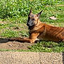 Alpha a rejoint le concours — aidez-le/la à gagner de superbes lots ! dog, animal, outdoor, grass, sunlight, nature, pet, canine, relaxing, greenery, pathway, summer, laying_down, ears_up, alert, garden, daytime, brown_fur, watchful, peaceful