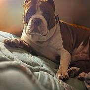 Adolf Willis is registered to the contest to win money with this photo: dog, pet, animal, brown, white, bed, blanket, resting, indoor, cozy, relaxed, paw, fur, portrait, canine, companion, domestic, cute, snout, ears
