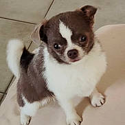Ari a rejoint le concours — aidez-le/la à gagner de superbes lots ! puppy, dog, small_dog, cute, fluffy, white, brown, pet, animal, indoors, floor, tail, ears, fur, looking_up, adorable, canine, companion, young_dog, standing